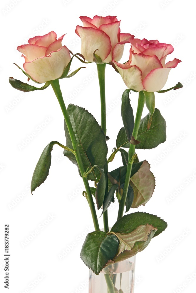 pretty roses close up isolated pretty roses close up isolated