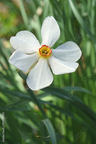 Fototapeta Naklejka Na Ścianę i Meble -  Poet daffodil Actaea (Narcissus poeticus Actaea)