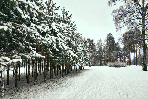 Wallpaper Mural Winter road and snow with landscape of pines with frost Torontodigital.ca