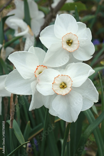 Fototapeta Naklejka Na Ścianę i Meble -  Small-cupped daffodil (Narcissus x Dreamlight)