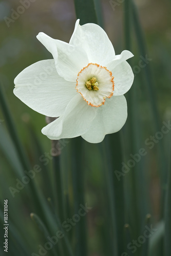 Fototapeta Naklejka Na Ścianę i Meble -  Small-cupped daffodil (Narcissus x Dreamlight)