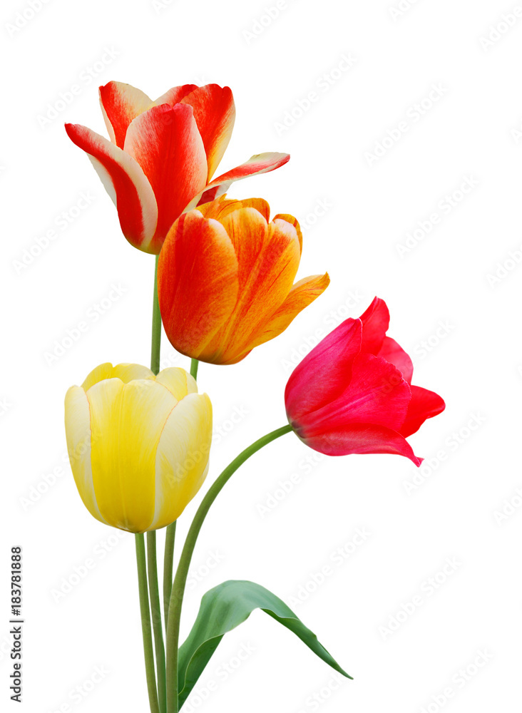 colorful tulip flowers isolated on white colorful tulip flowers isolated on white