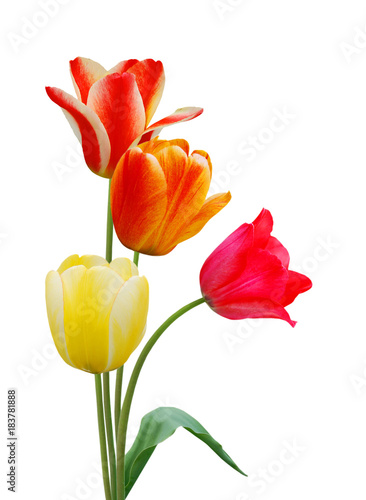  colorful tulip flowers  isolated on white