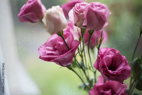 Fototapeta Naklejka Na Ścianę i Meble -  beautiful bouquet of bright pink flowers eustoma