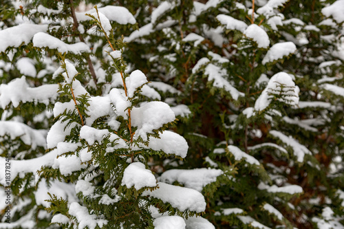White snow covers an evergreen coniferous tree 