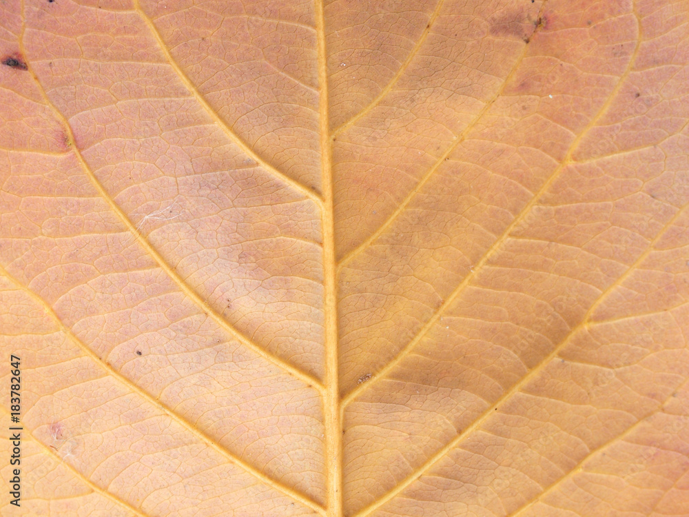 Obraz premium brown leaf texture