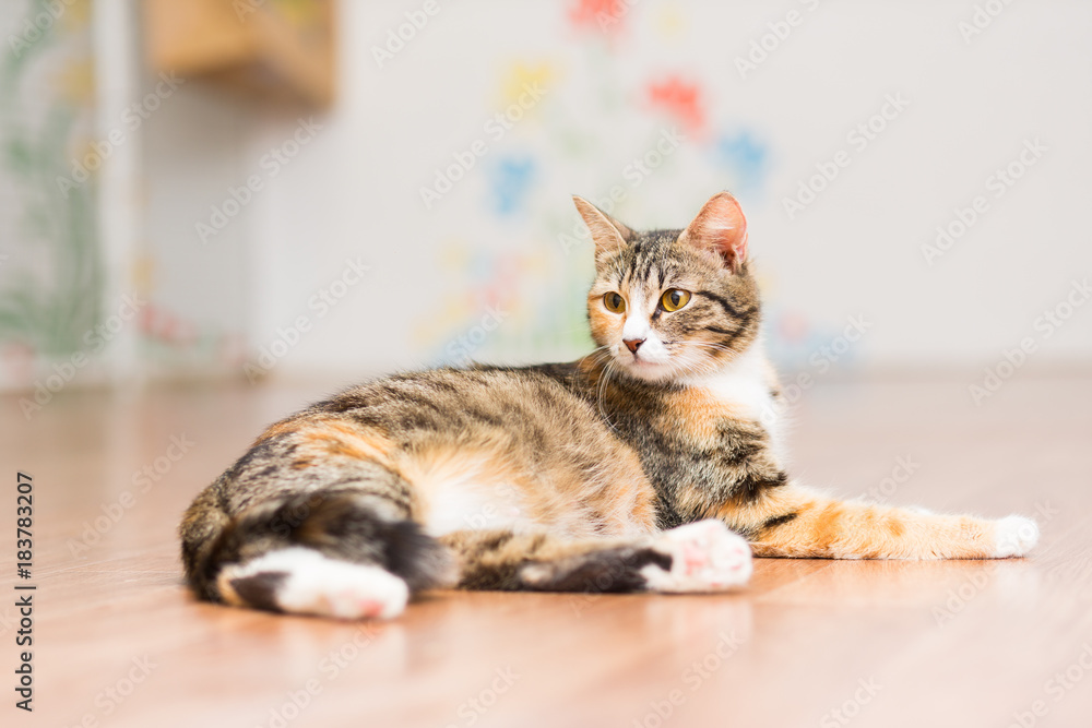 Pregnant cat tortoiseshell without breed lies on the floor