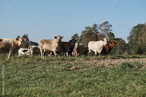 Herd of cows grazing on a green meadow