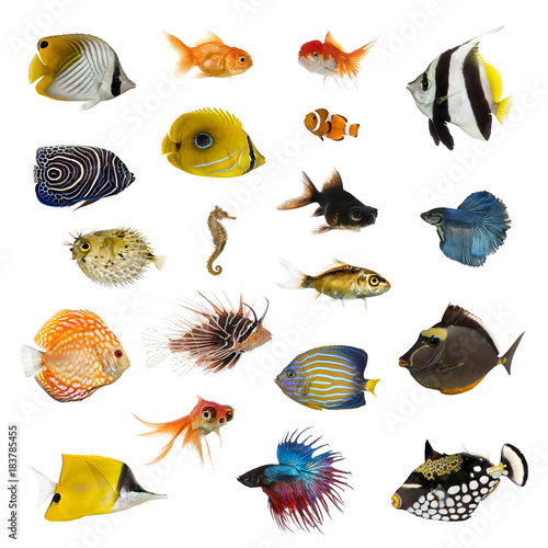 Large collection of fish, pet and exotic, in different position
