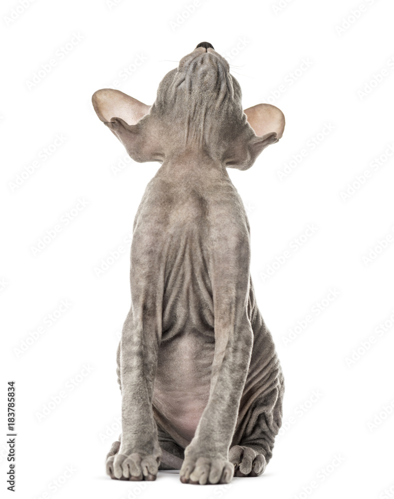 Peterbald kitten, cat, 3 mouth old, sitting, isolated on white Peterbald kitten, cat, 3 mouth old, sitting, isolated on white