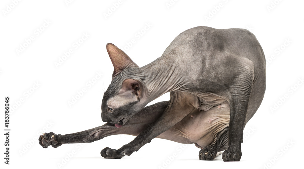 Fototapeta premium Peterbald cleaning itself in a funny position, naked cat