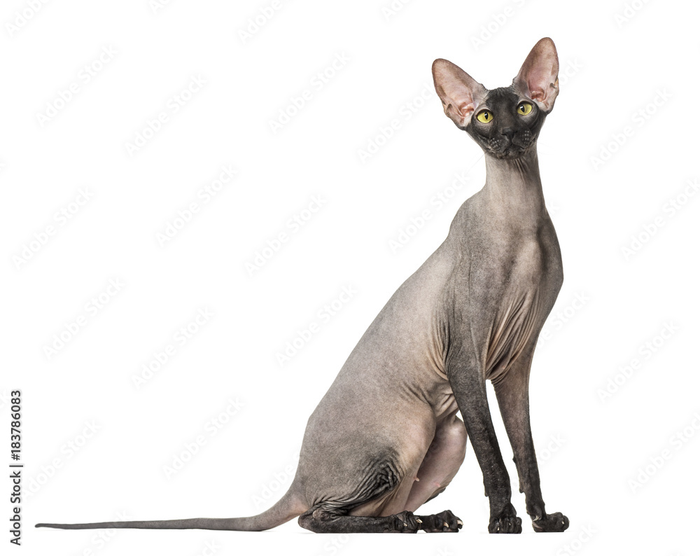 Peterbald, naked cat, isolated on white