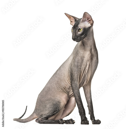 Peterbald  naked cat  sitting   isolated on white