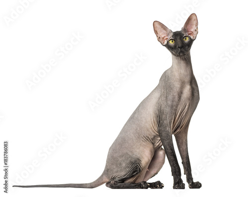 Fototapeta Naklejka Na Ścianę i Meble -  Peterbald, naked cat, isolated on white