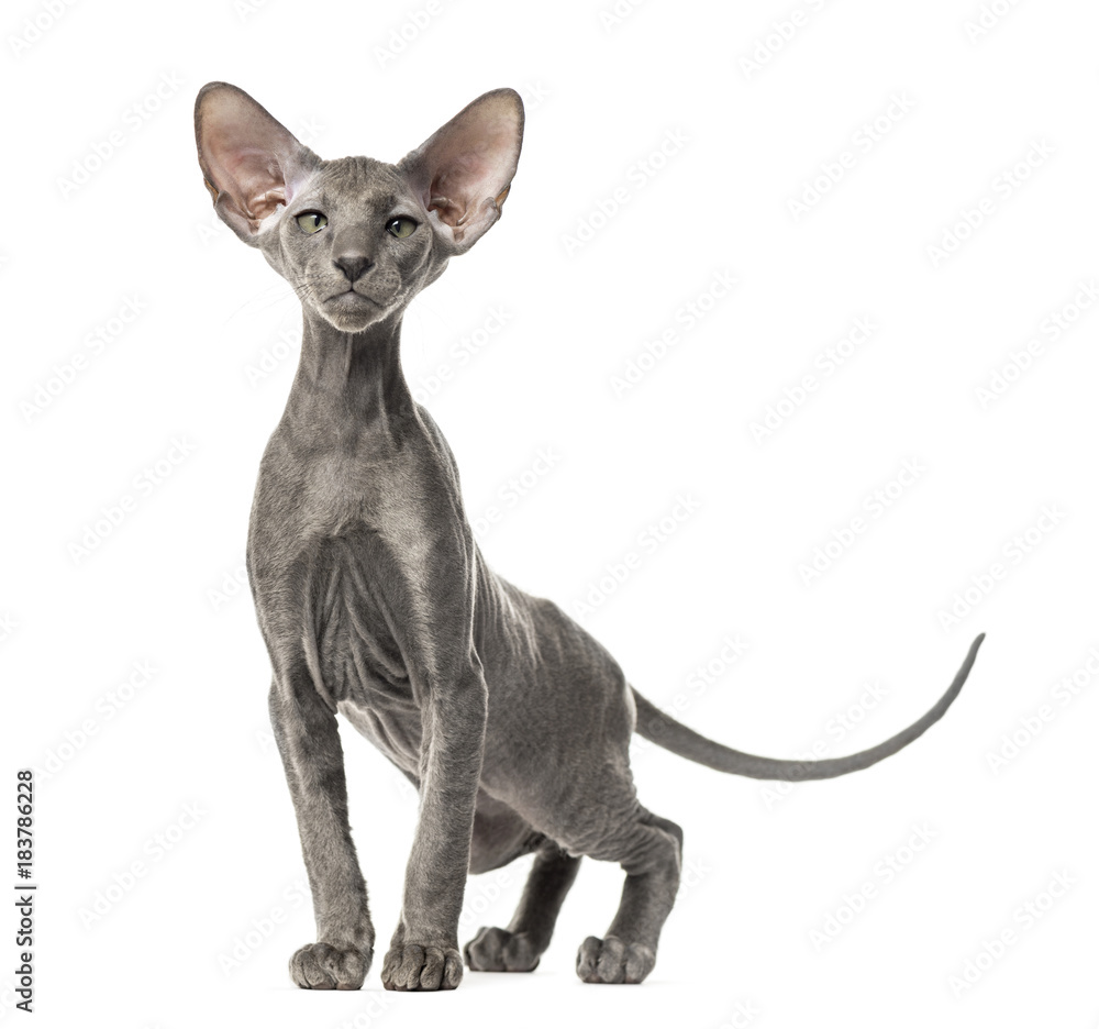 Young peterbald cat, standing, isolated on white Young peterbald cat, standing, isolated on white