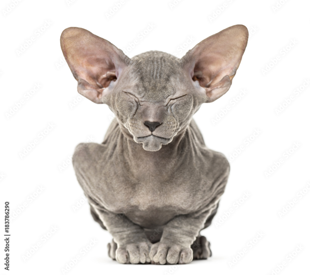 Young peterbald kitten, cat standing and facing the camera