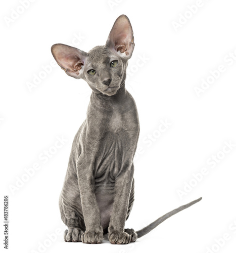 Young peterbald cat  sitting  isolated on white