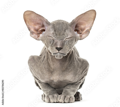 Young peterbald kitten  cat standing and facing the camera