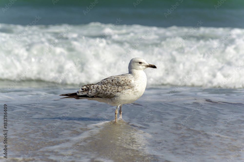 seagull near the water on the seashore seagull near the water on the seashore