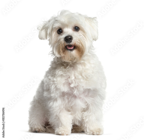 White Maltese dog, panting and sitting, isolated on white