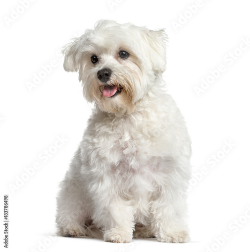 White Maltese dog, panting and sitting, isolated on white photo