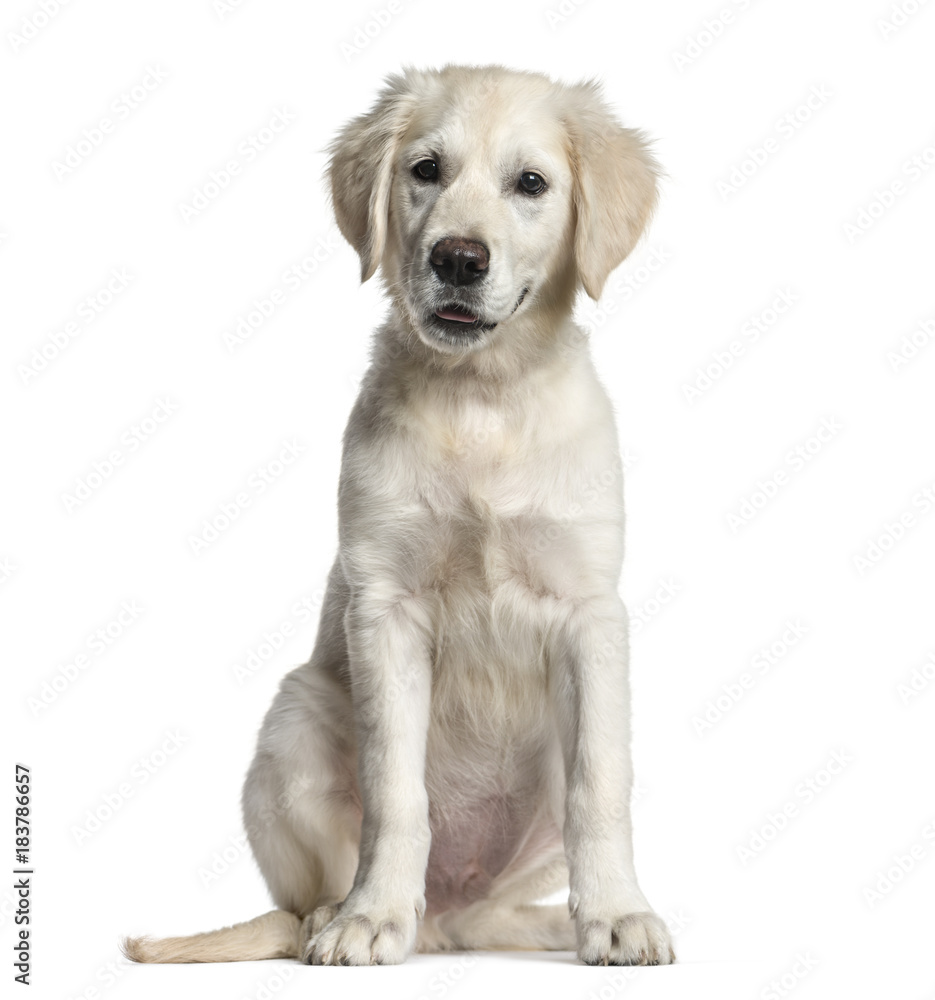Golden Retriever dog, sitting, isolated on white Golden Retriever dog, sitting, isolated on white