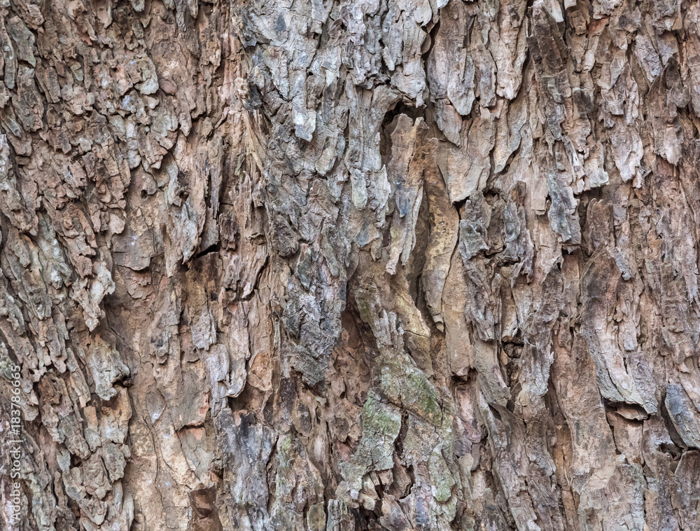 Bark pattern of the large trunk tree. Bark pattern of the large trunk tree.