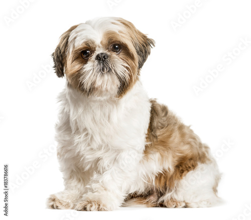 Fototapeta Naklejka Na Ścianę i Meble -  Shih Tzu, dog sitting and looking at the camera, isolated on whi