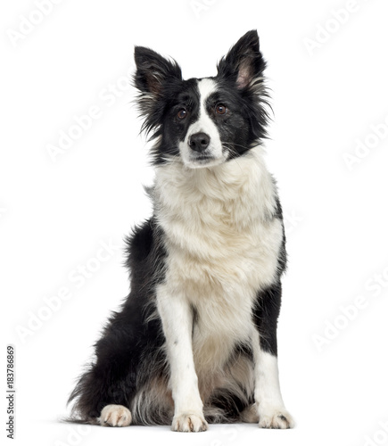 Border collie dog