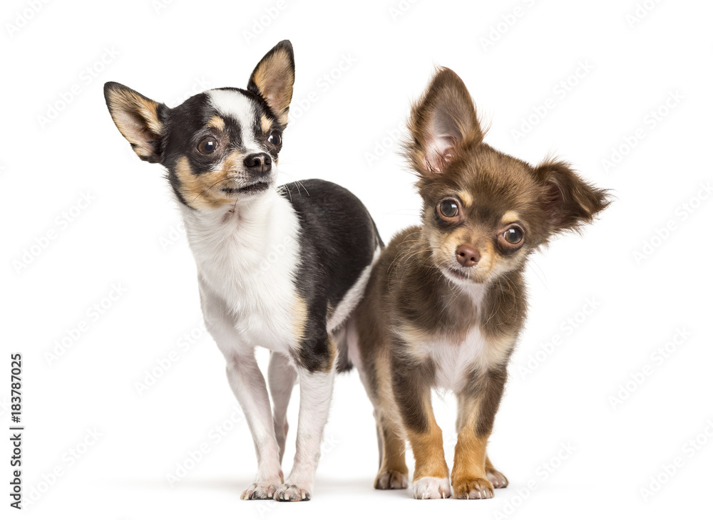 Two chihuahua dogs looking at the camera