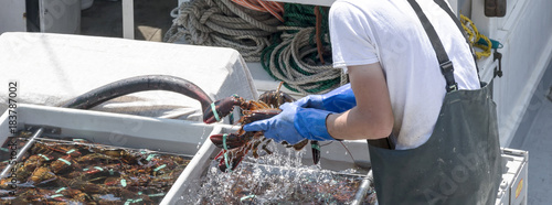 Cleaning live Maine lobsters on a fishing boat photo