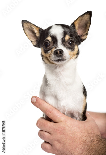 close-up on human hands holding a chihuahua, isolated on white