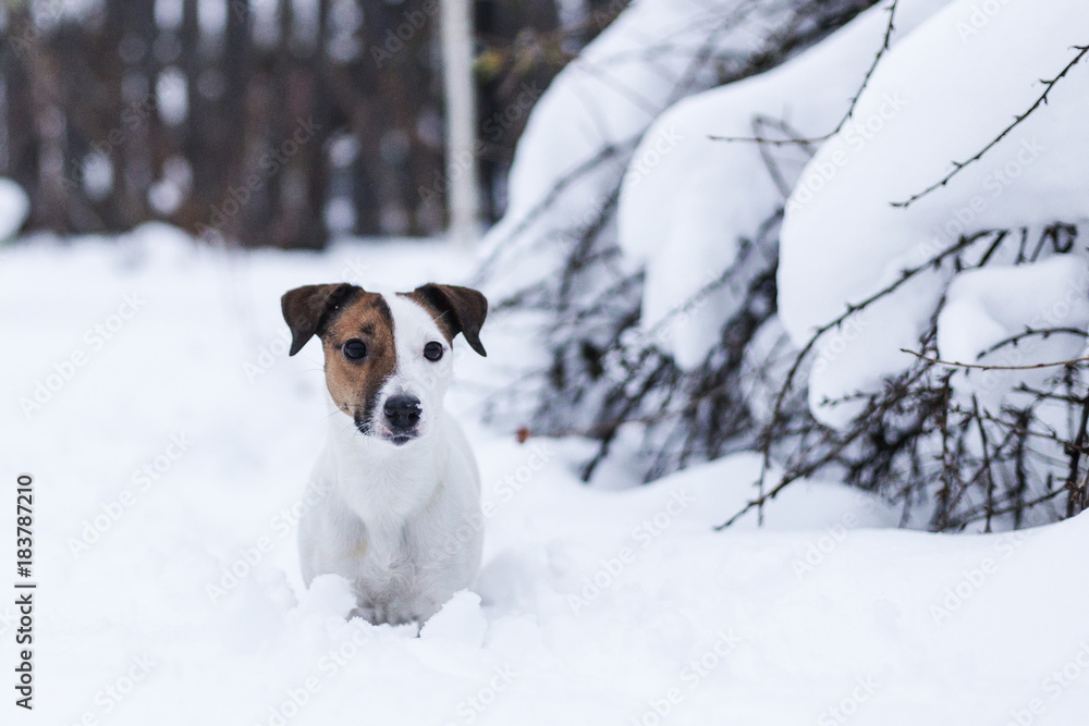 Jack Russell walking in the snowy Park Jack Russell walking in the snowy Park