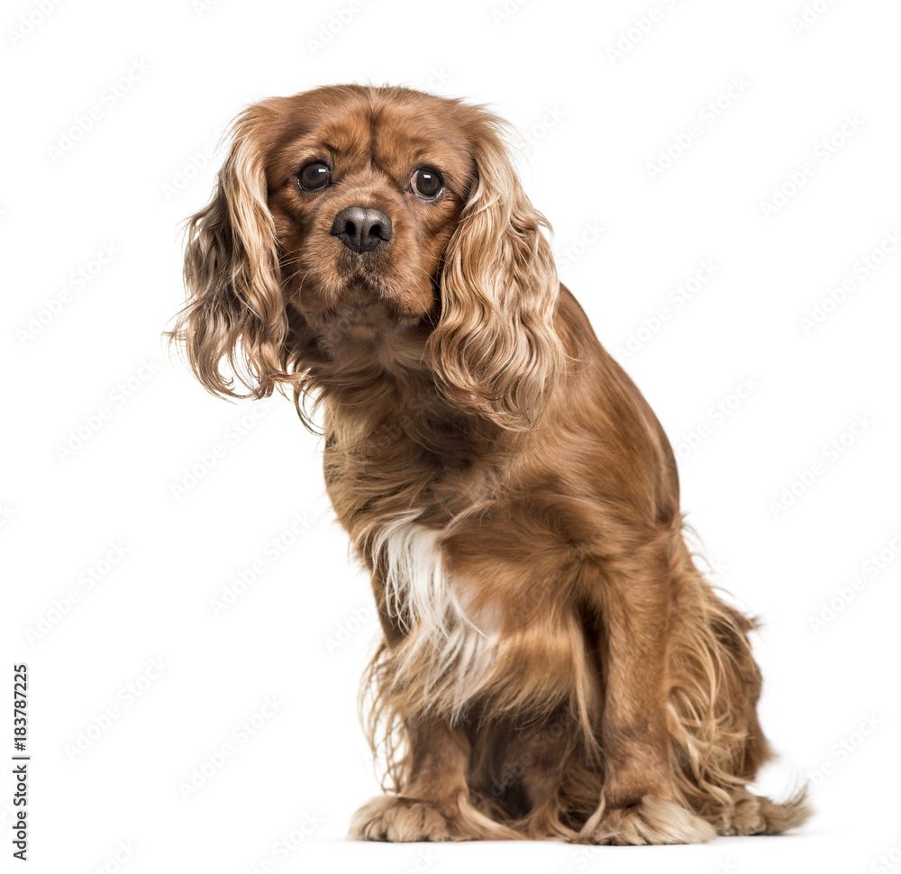 Brown cavalier King Charles Spaniel dog, sitting, isolated on wh Brown cavalier King Charles Spaniel dog, sitting, isolated on wh