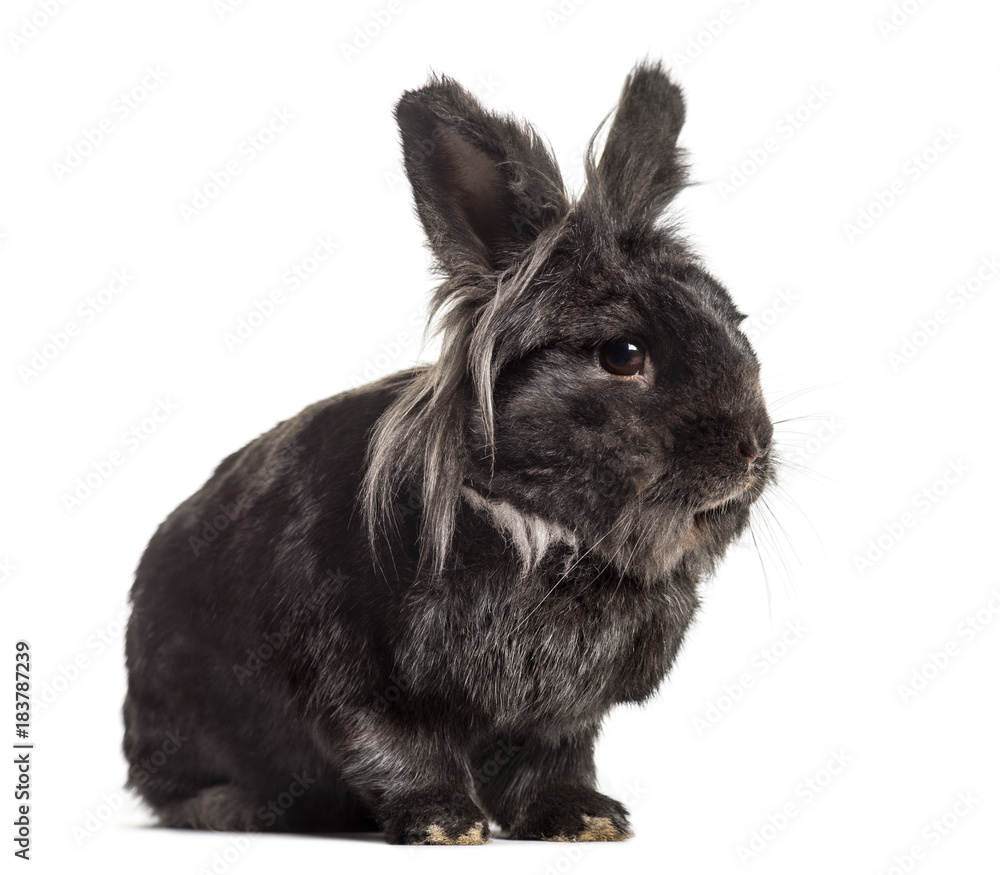 Black Rabbit, isolated on white Black Rabbit, isolated on white