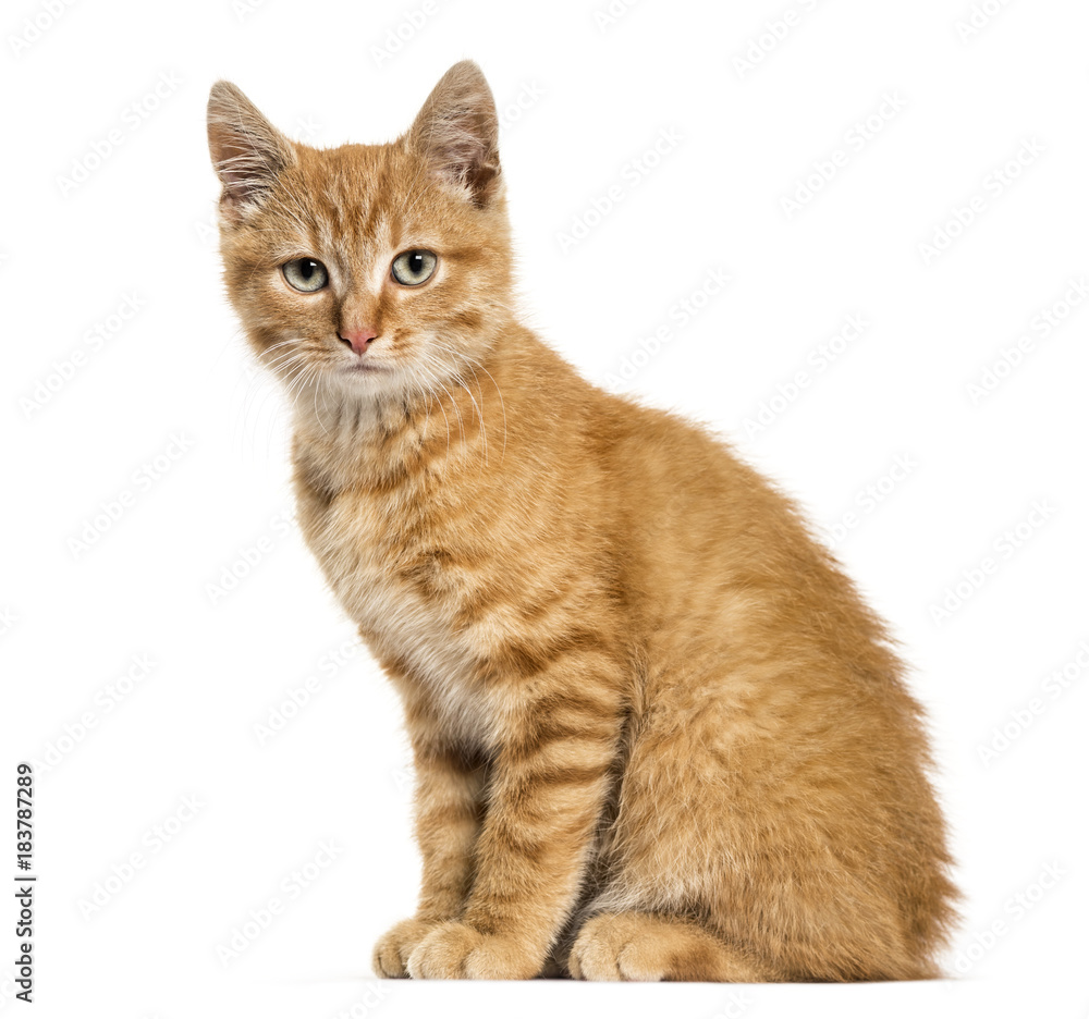 Ginger cat, sitting looking at the camera, isolated on white