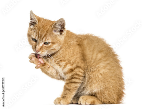 Ginger cat, sitting and cleaning itself, isolated on white