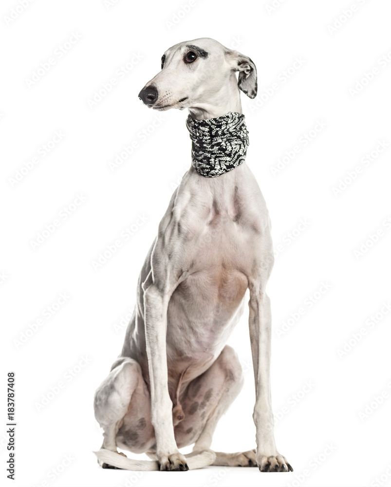 Whippet , Galgo espanol, dog, looking away, isolated on white (6