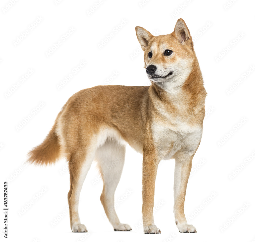 Shiba Inu dog, looking away, white background (10 months old)