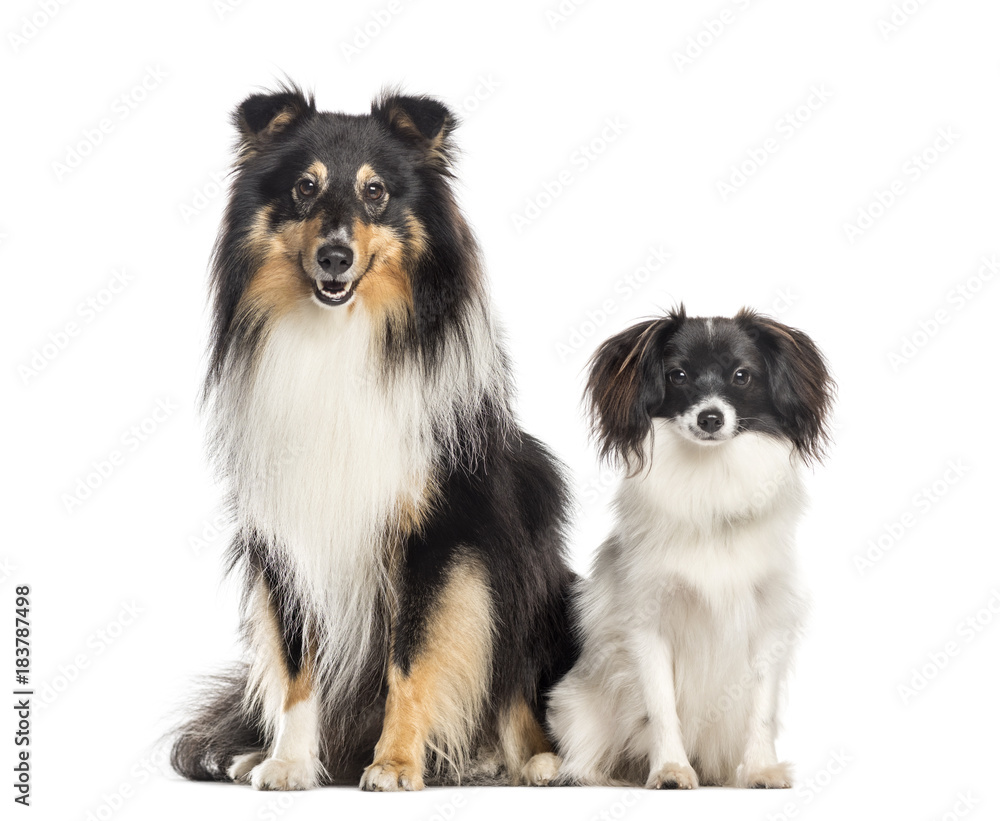 Shetland Sheepdog and papillon Shetland Sheepdog and papillon