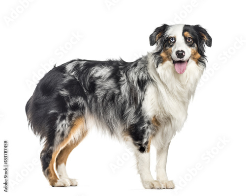 side view of a panting australian Shepherd standing up (1.5 year © Eric Isselée