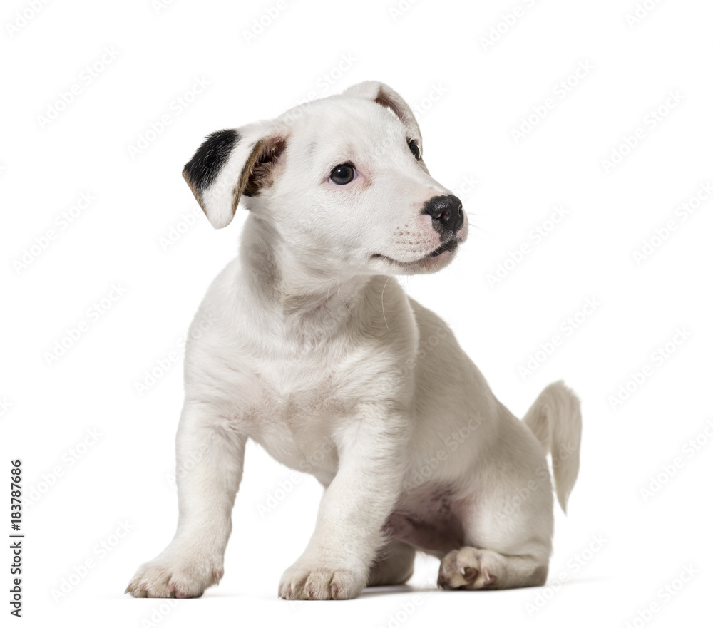Puppy jack Russell Terrier, dog, (8 months old), isolated on white