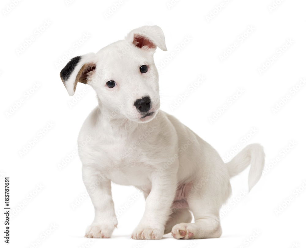 Puppy jack Russell Terrier, dog, (8 months old), isolated on white