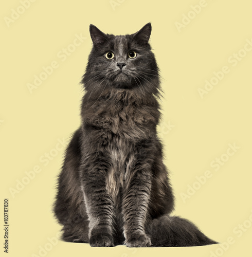 Fototapeta Naklejka Na Ścianę i Meble -  Mixed-breed cat whit a main coon  (1 year old), on beige backgro