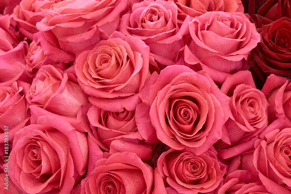 Many pink roses Many pink roses