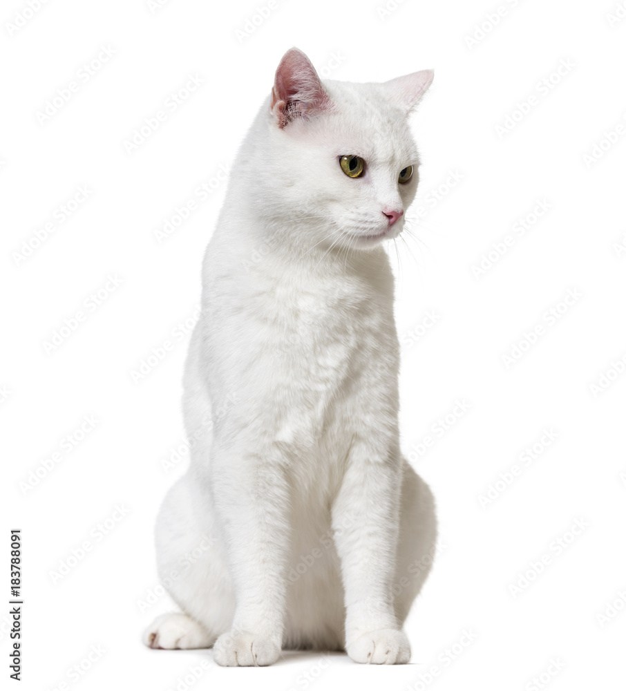 Fototapeta premium Biały kot rasy mieszanej patrząc w dół (2 lata), odizolowany na wh
