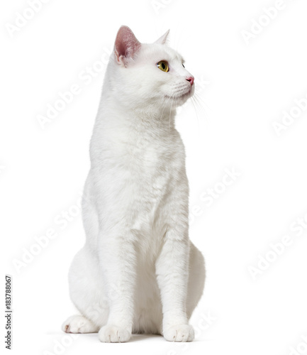 Fototapeta Naklejka Na Ścianę i Meble -  White mixed-breed cat looking up (2 years old), isolated on whit