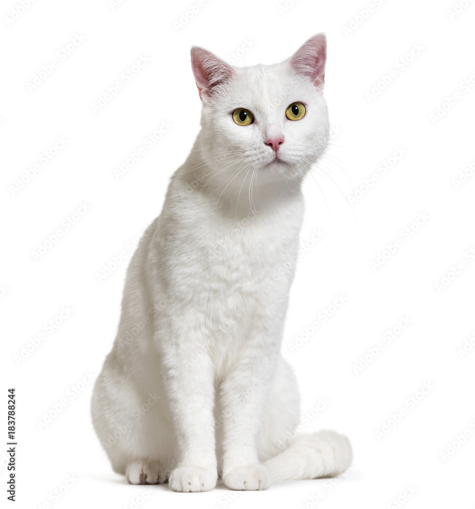 White mixed-breed cat (2 years old), isolated on white