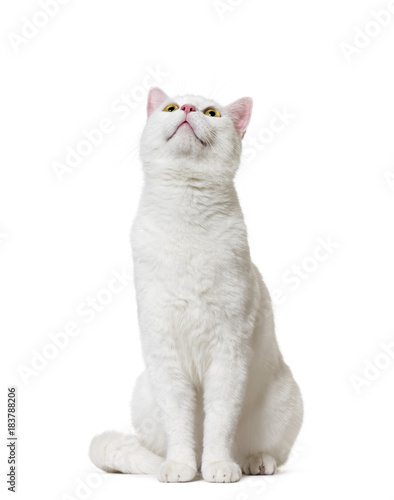 Fototapeta Naklejka Na Ścianę i Meble -  White mixed-breed cat looking up(2 years old), isolated on white