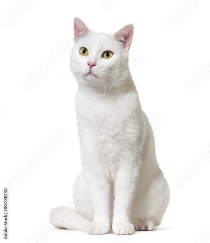 Fototapeta Naklejka Na Ścianę i Meble -  White mixed-breed cat (2 years old), isolated on white